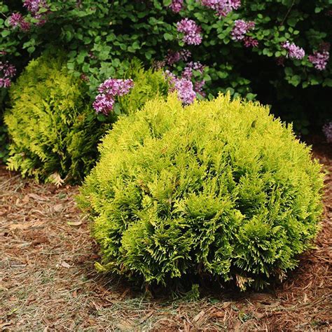 Enhance Your Outdoor Space with Magical Magic Ball Arborvitae